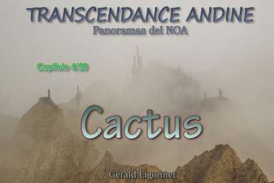 transcendance andine: cactus