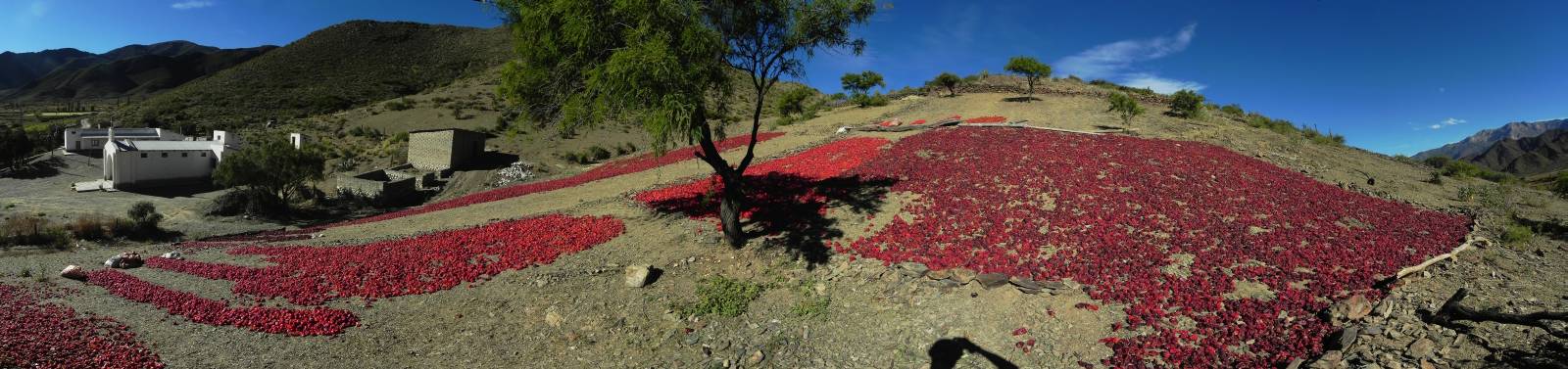 photo panoramique d'argentine: piment