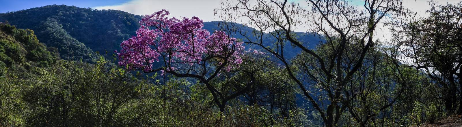 photo panoramique d'argentine: yungas