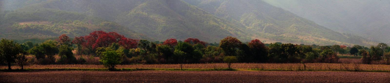 photo panoramique d'argentine: yungas