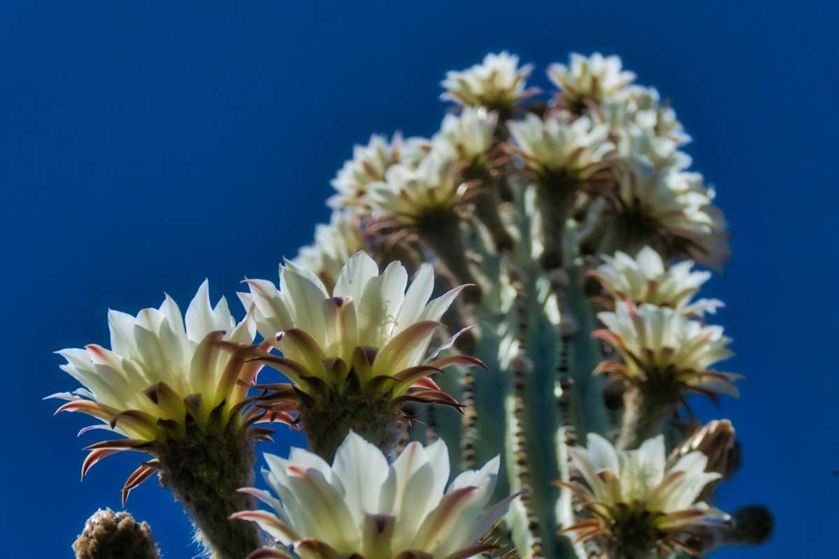 photos des cactus d'argentine