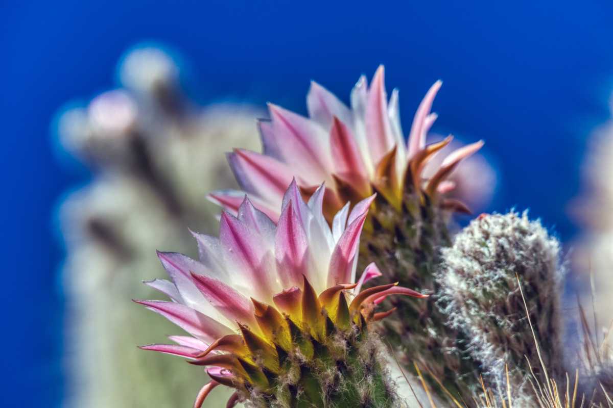 photos des cactus d'argentine