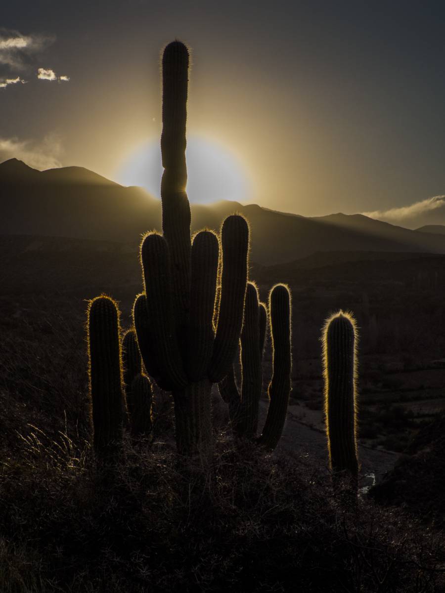 photos des cactus d'argentine
