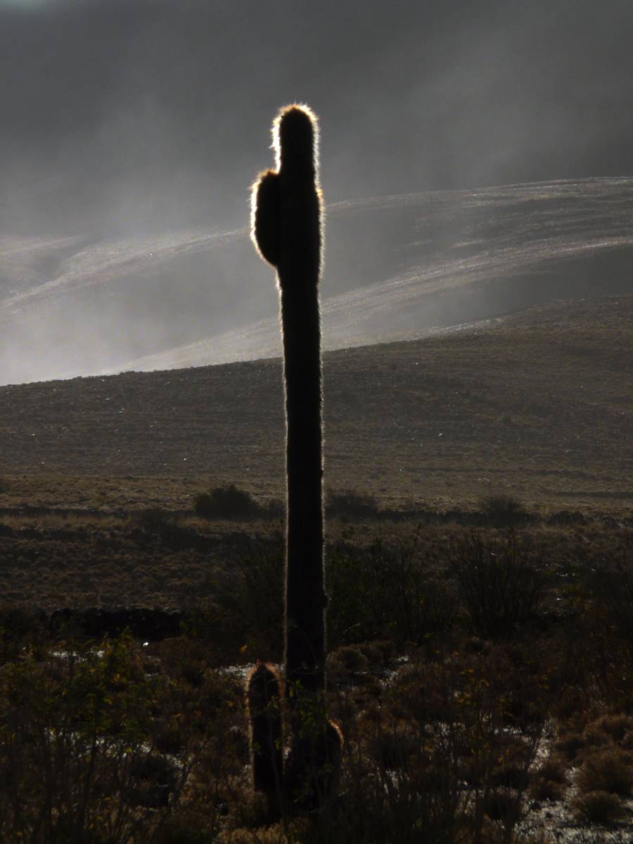 photos des cactus d'argentine