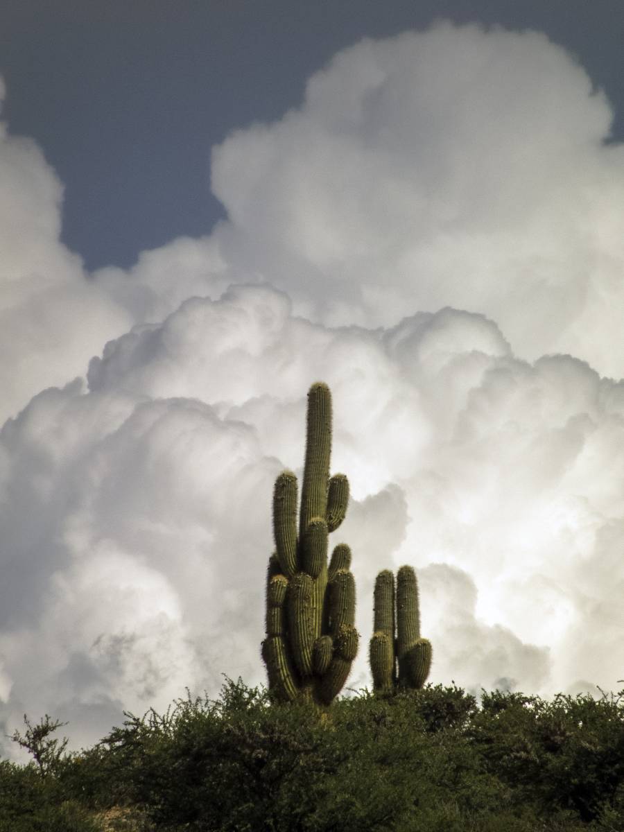 photos des cactus d'argentine