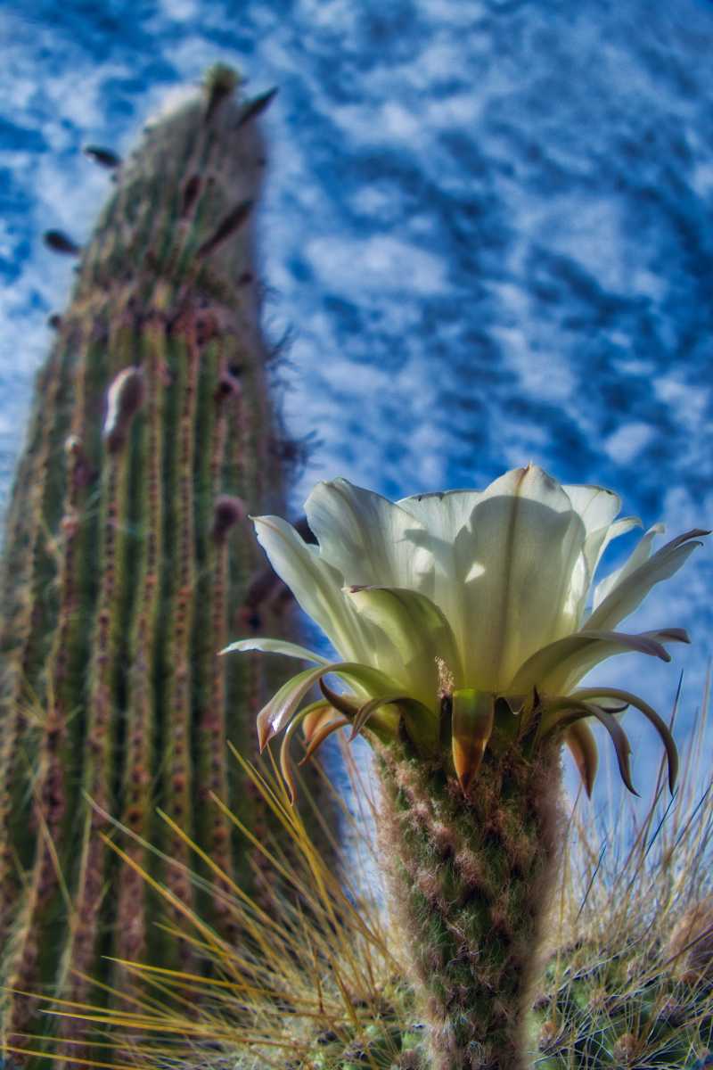 photos des cactus d'argentine