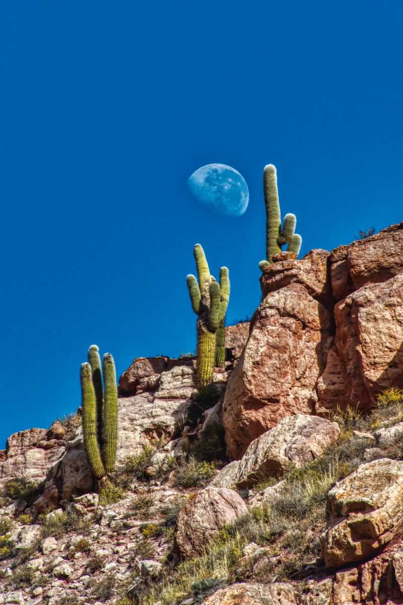 photos des cactus d'argentine