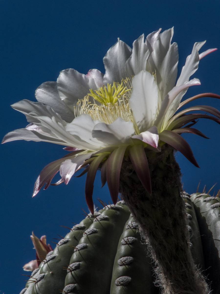photos des cactus d'argentine