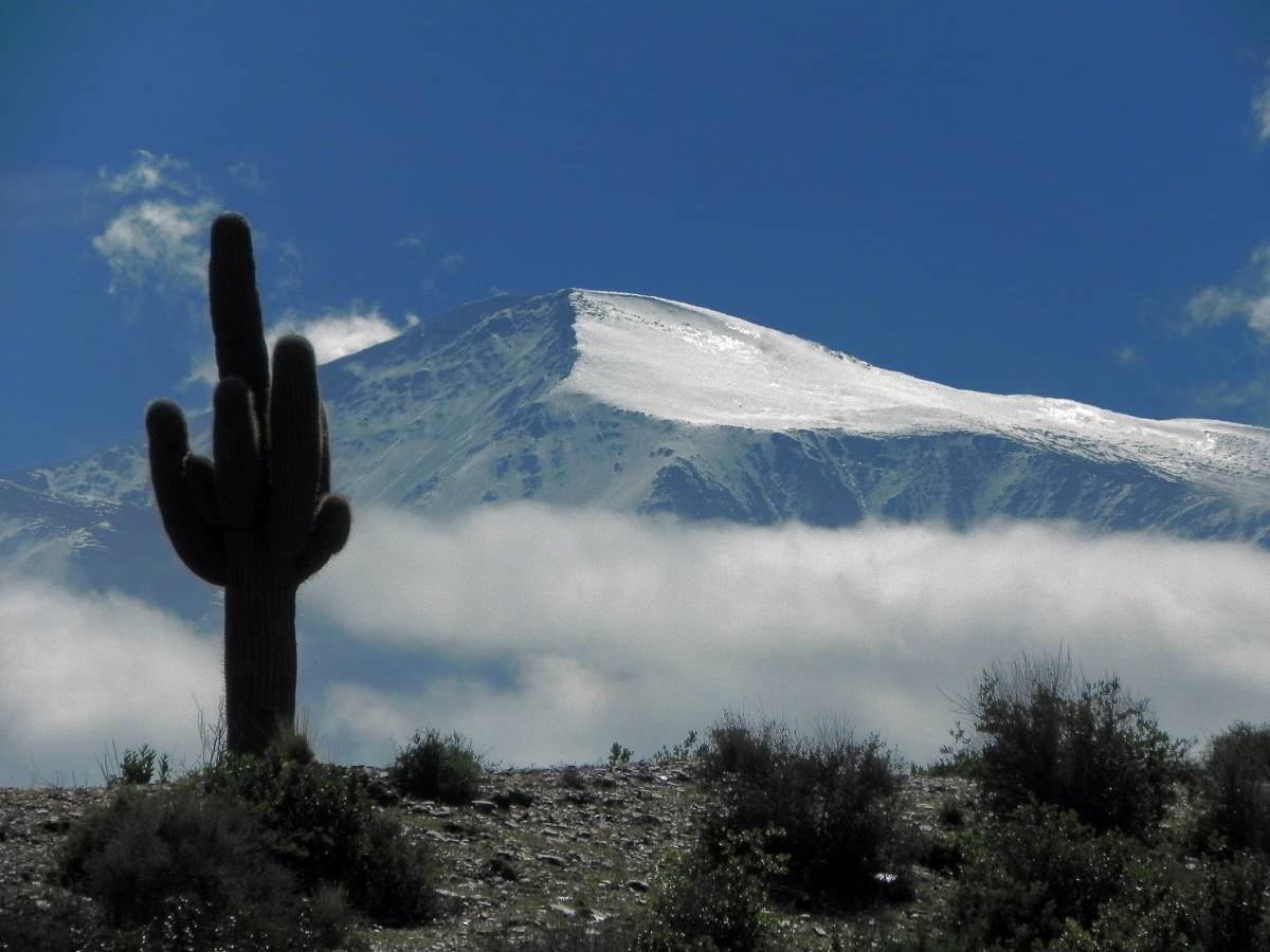photos des cactus d'argentine