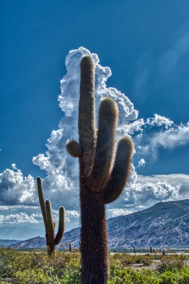 photos des cactus d'argentine