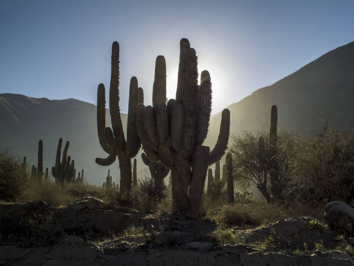 photos des cactus d'argentine
