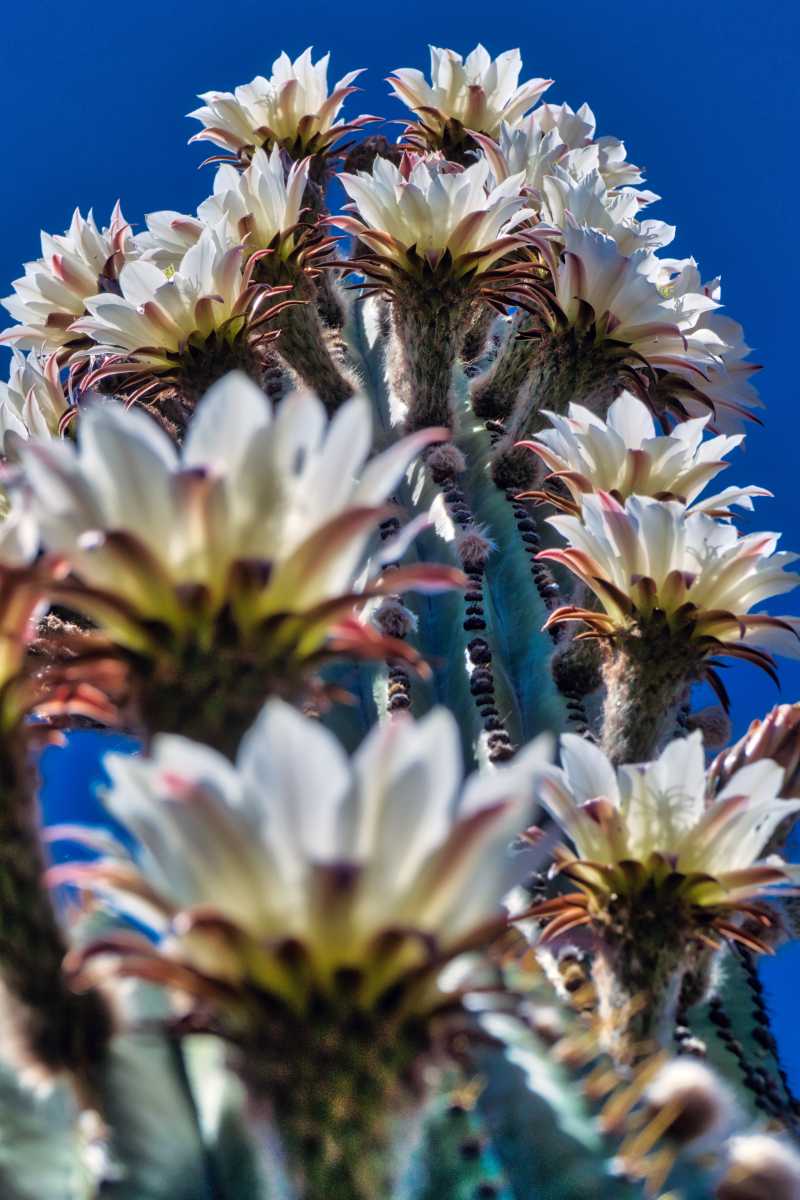 photos des cactus d'argentine