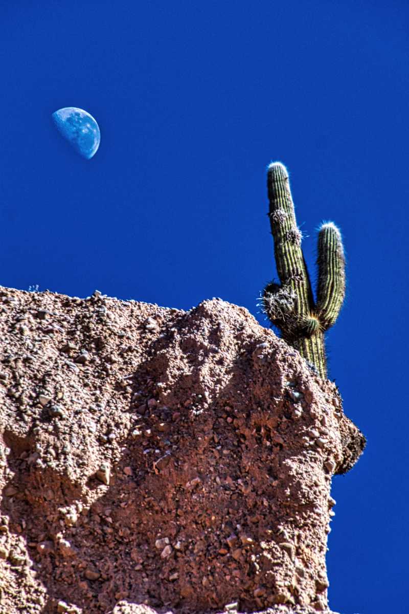 photos des cactus d'argentine