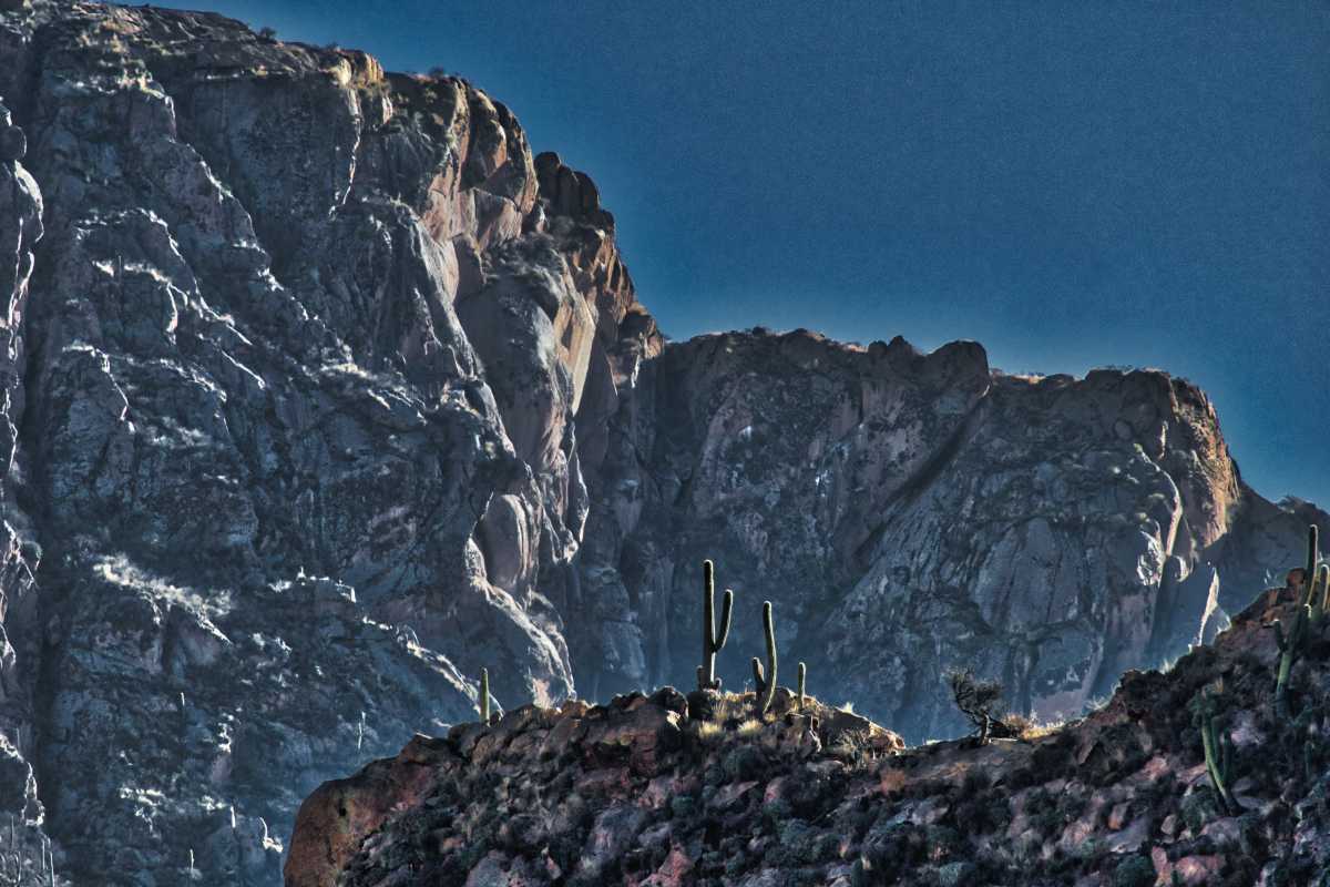 photos des cactus d'argentine