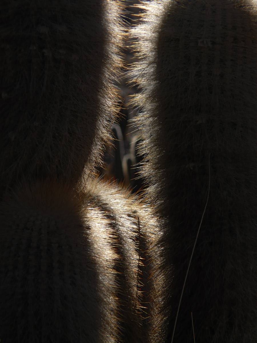 photos des cactus d'argentine