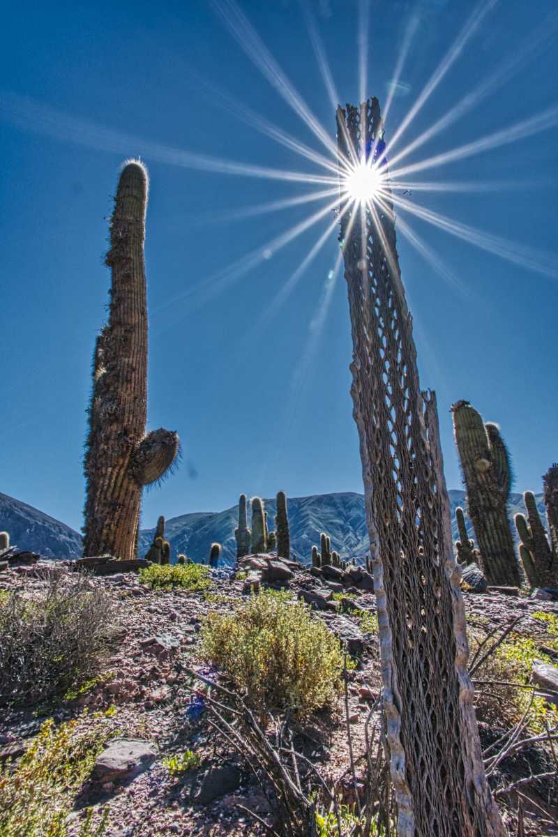 photos des cactus d'argentine