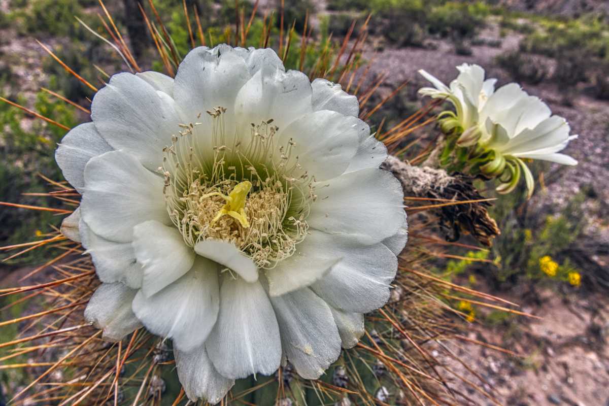 photos des cactus d'argentine