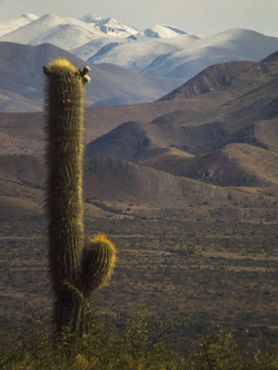 photos des cactus d'argentine