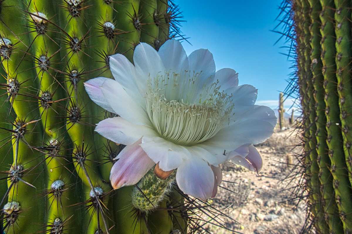 photos des cactus d'argentine