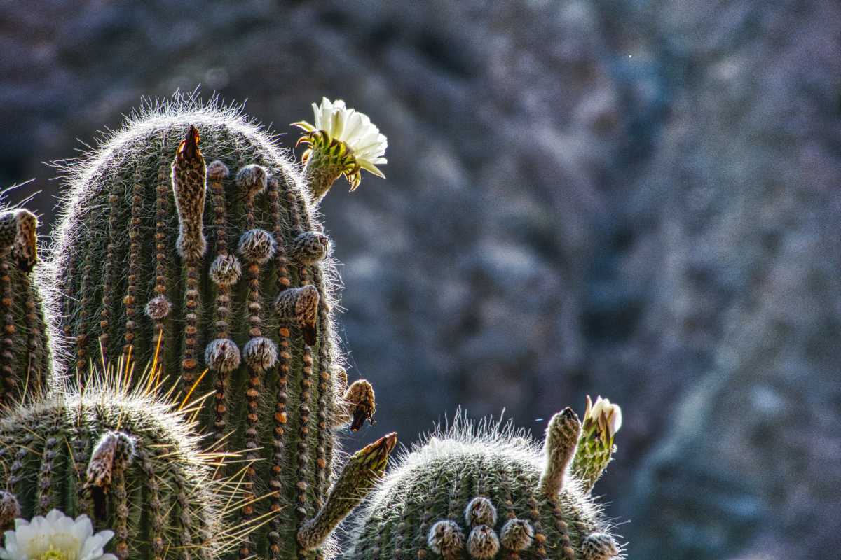 photos des cactus d'argentine