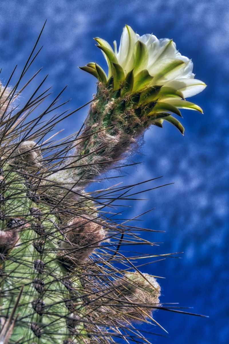 photos des cactus d'argentine