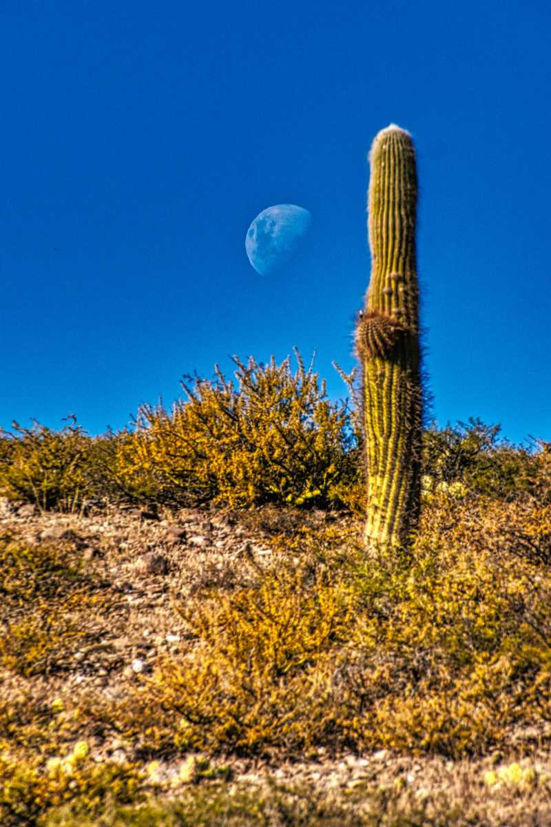 photos des cactus d'argentine