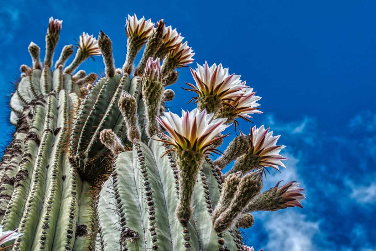 photos des cactus d'argentine