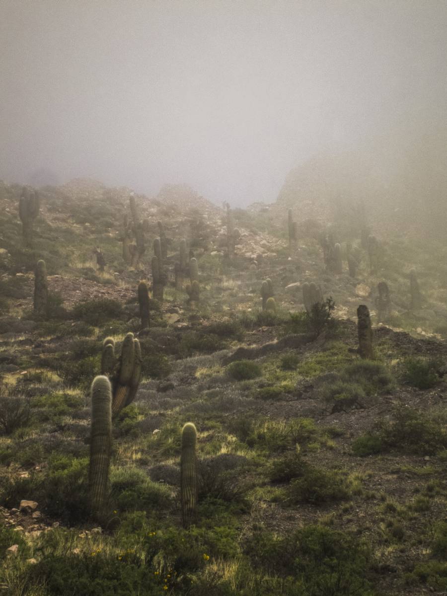 photos des cactus d'argentine