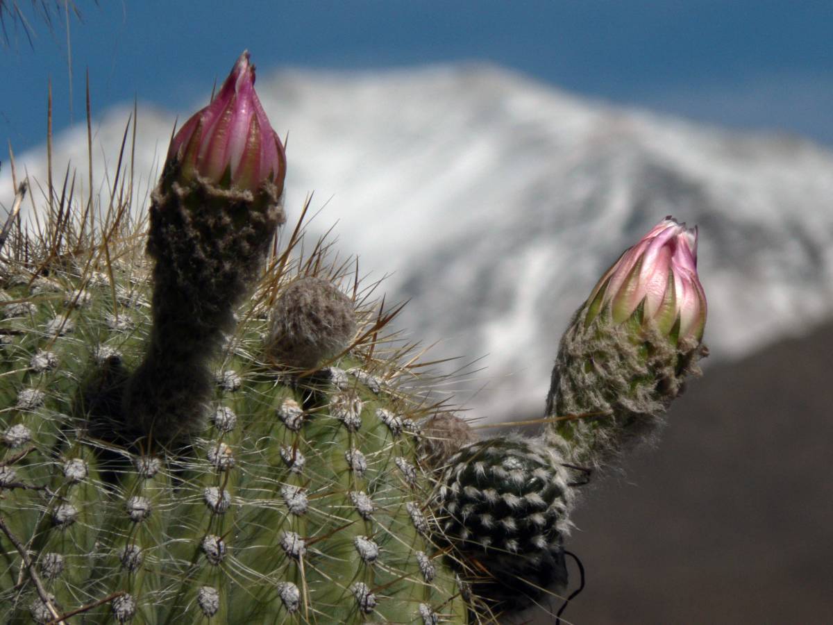 photos des cactus d'argentine