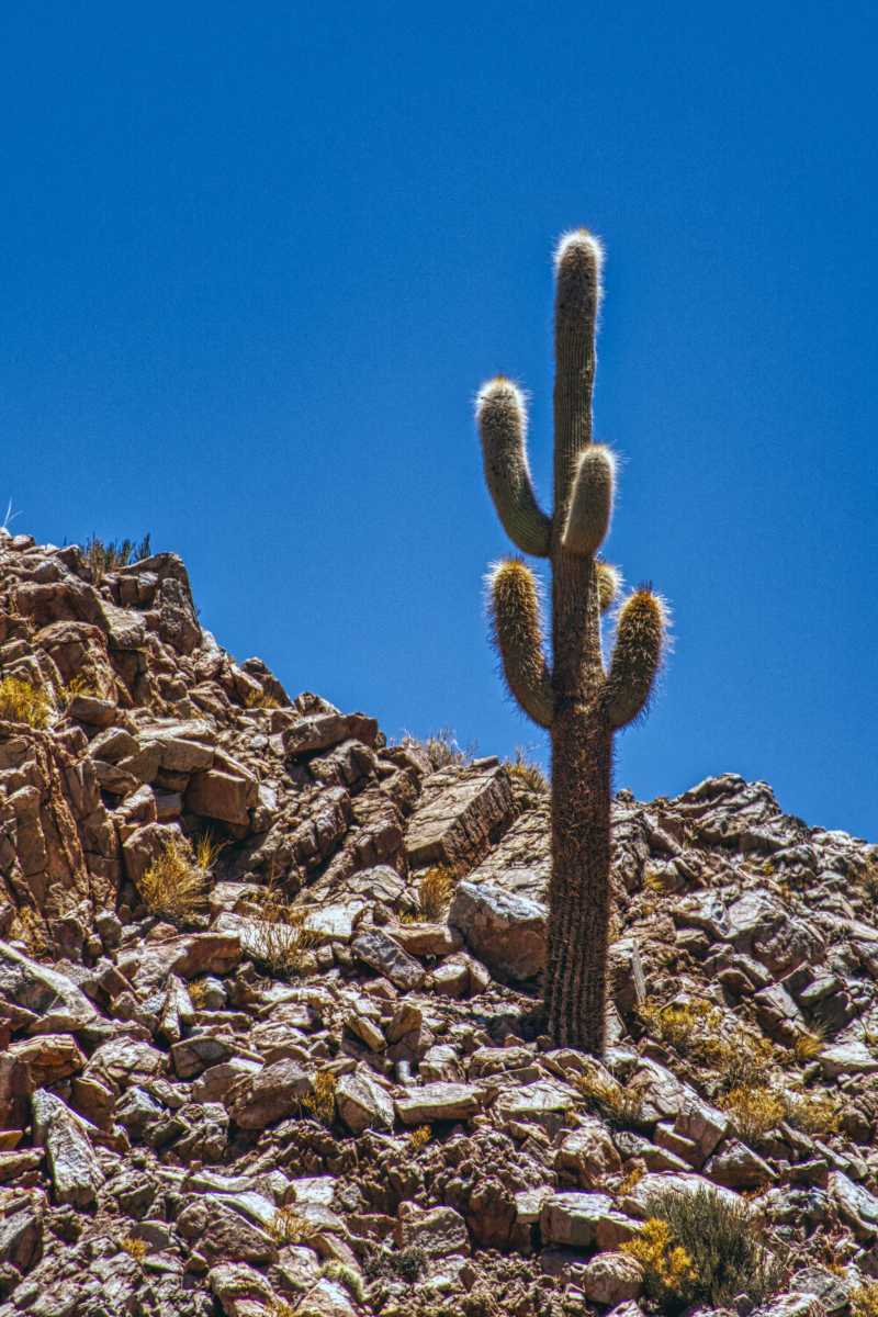 photos des cactus d'argentine
