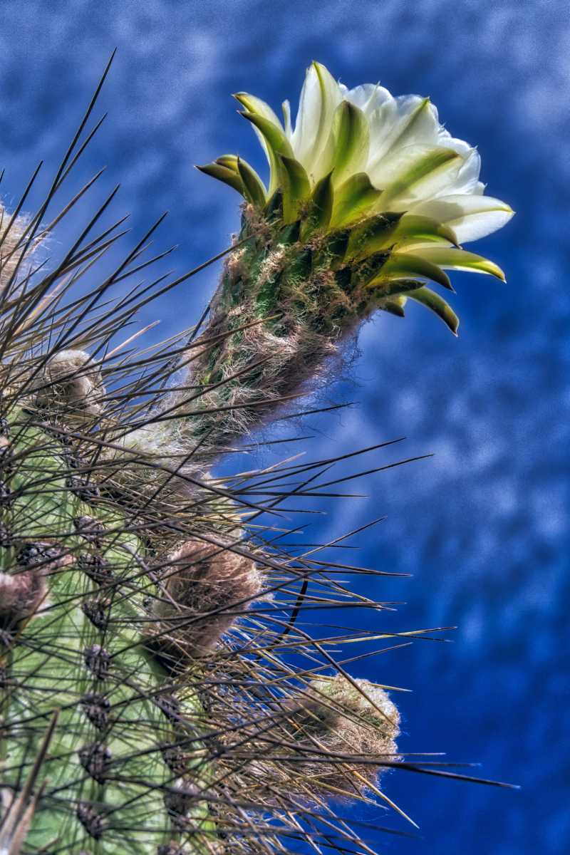 photos des cactus d'argentine