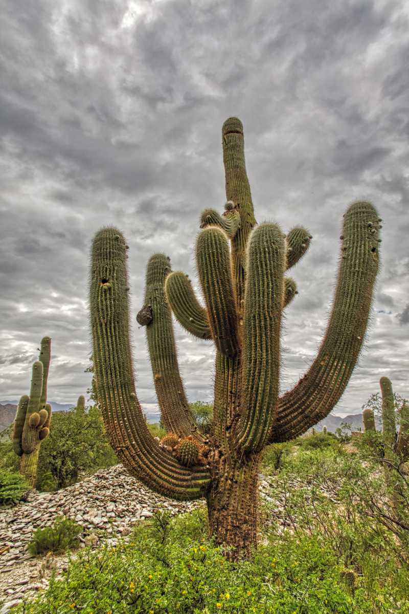 photos des cactus d'argentine