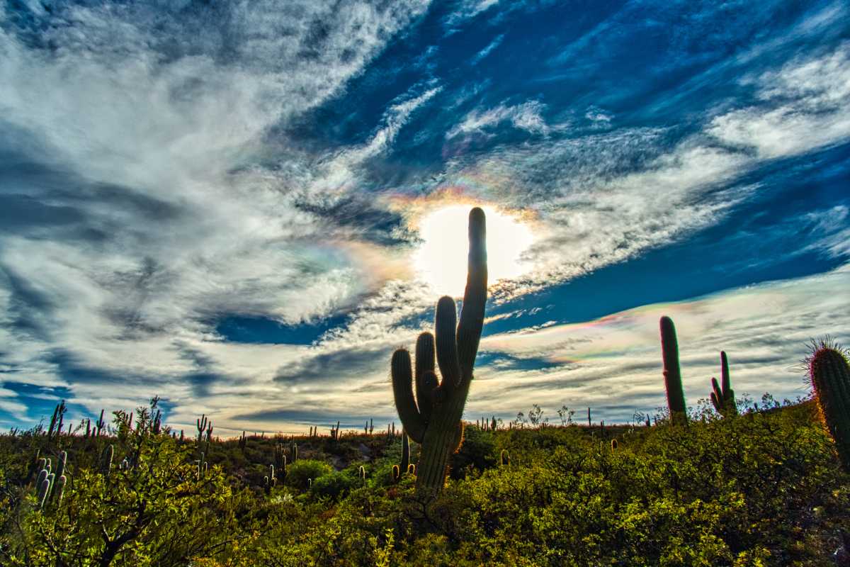 photos des cactus d'argentine