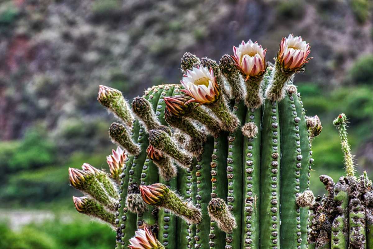 photos des cactus d'argentine