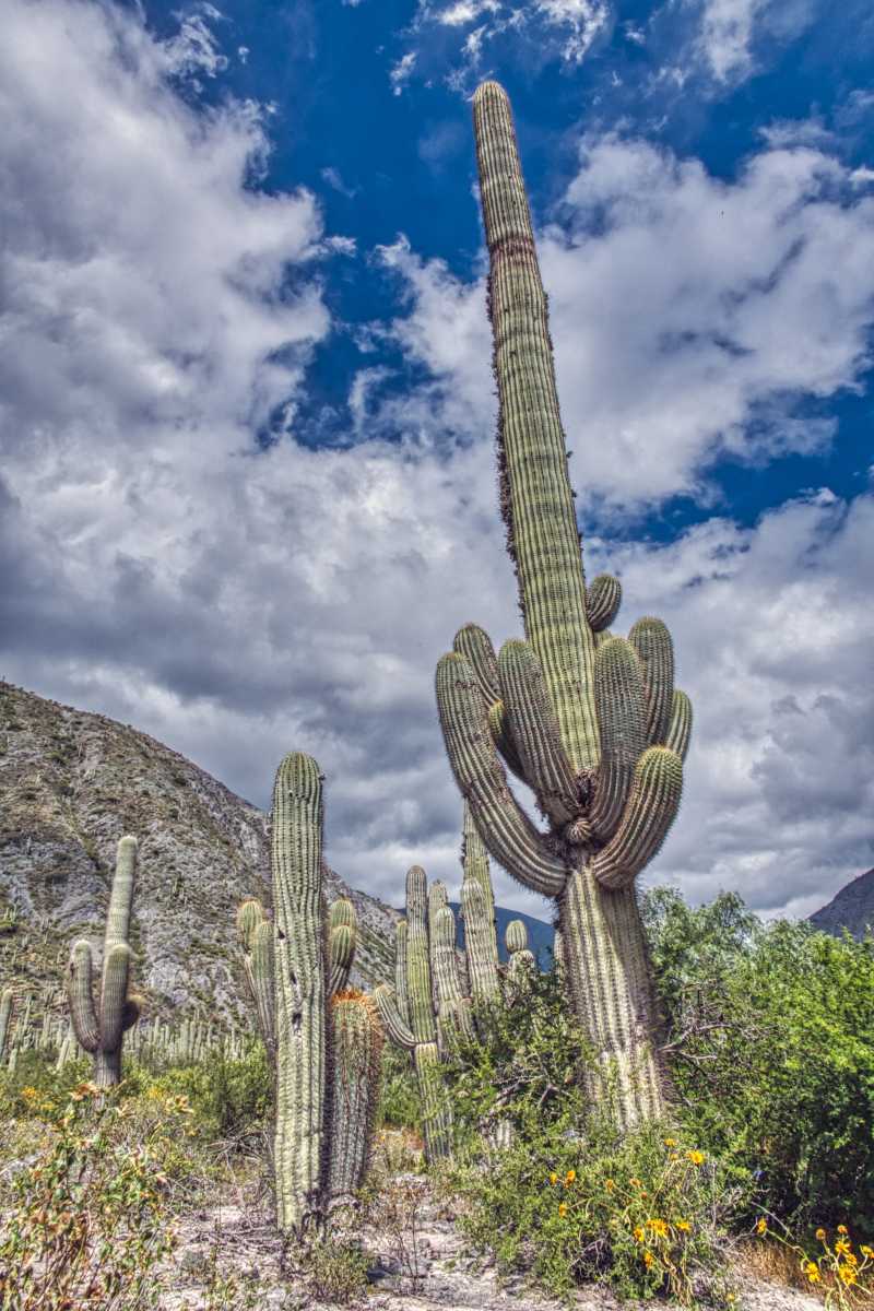 photos des cactus d'argentine