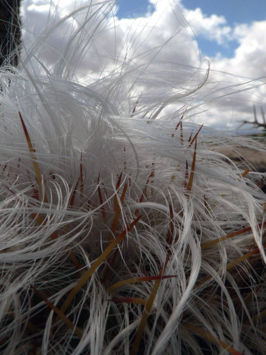 photos des cactus d'argentine