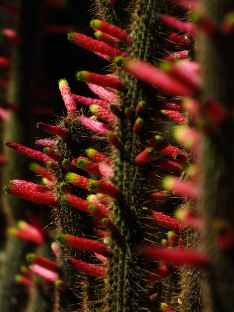 photos des cactus d'argentine