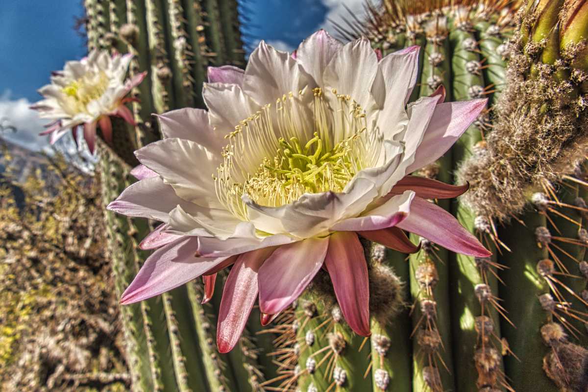 photos des cactus d'argentine