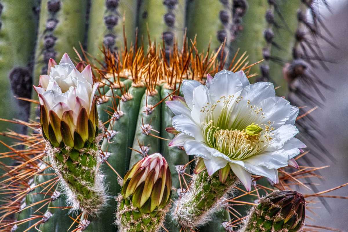 photos des cactus d'argentine