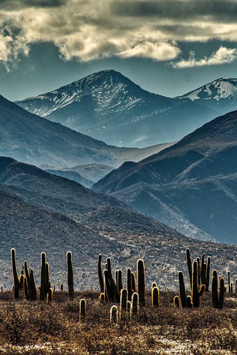 photos des cactus d'argentine