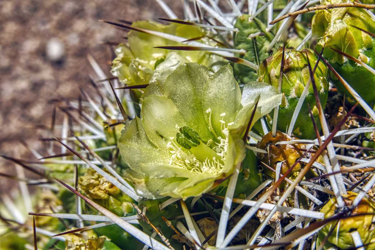 photos des cactus d'argentine
