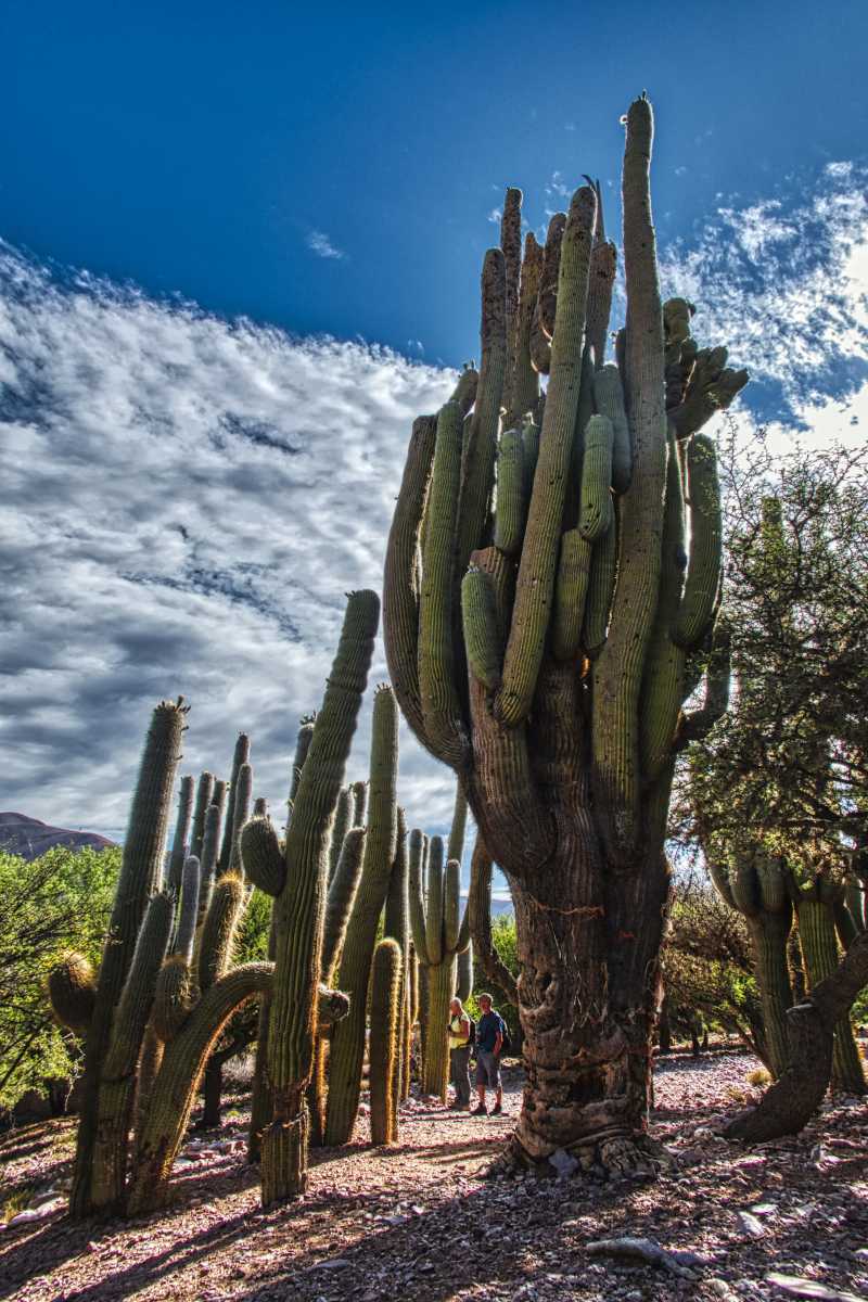 photos des cactus d'argentine