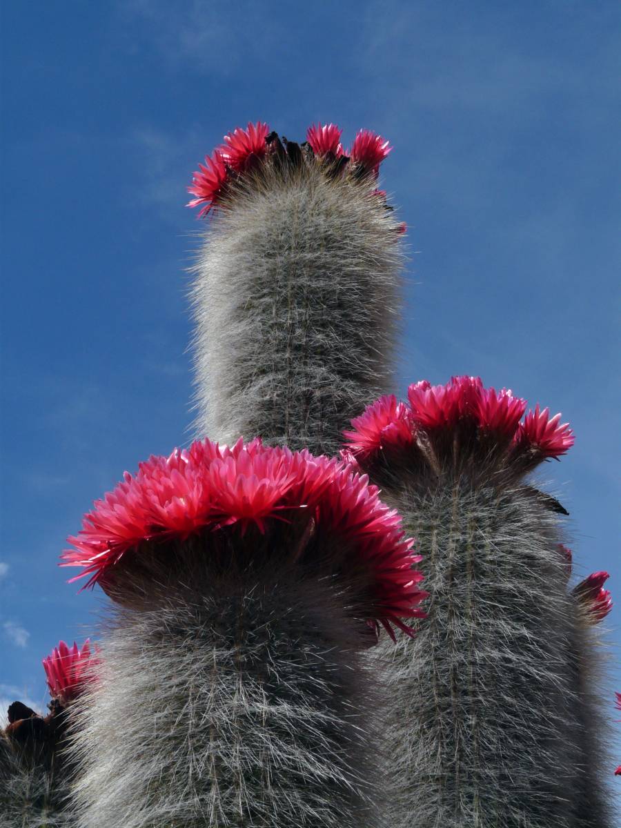 photos des cactus d'argentine