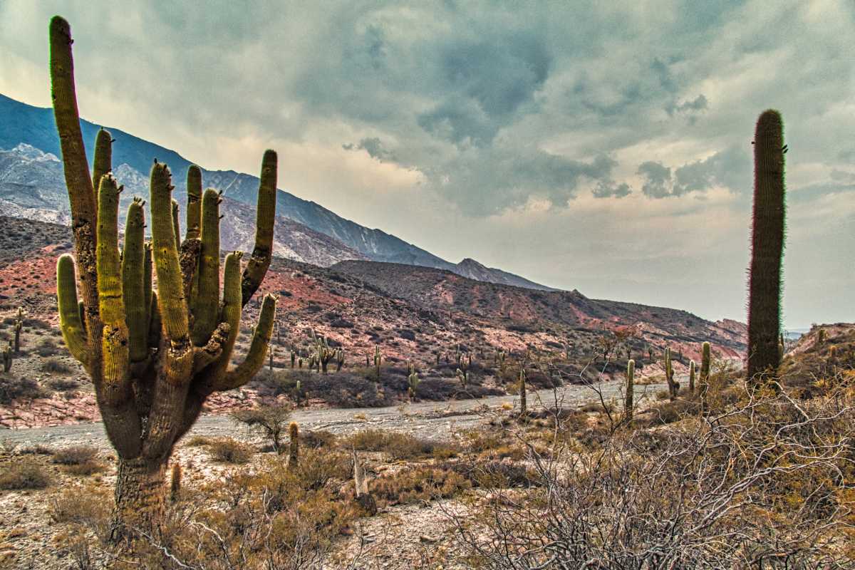 photos des cactus d'argentine