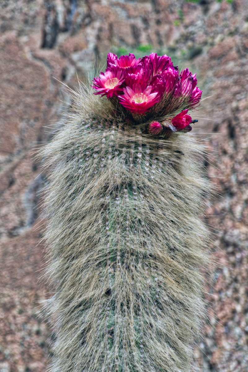 photos des cactus d'argentine