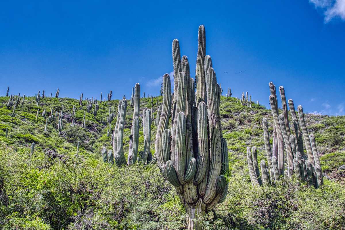 photos des cactus d'argentine