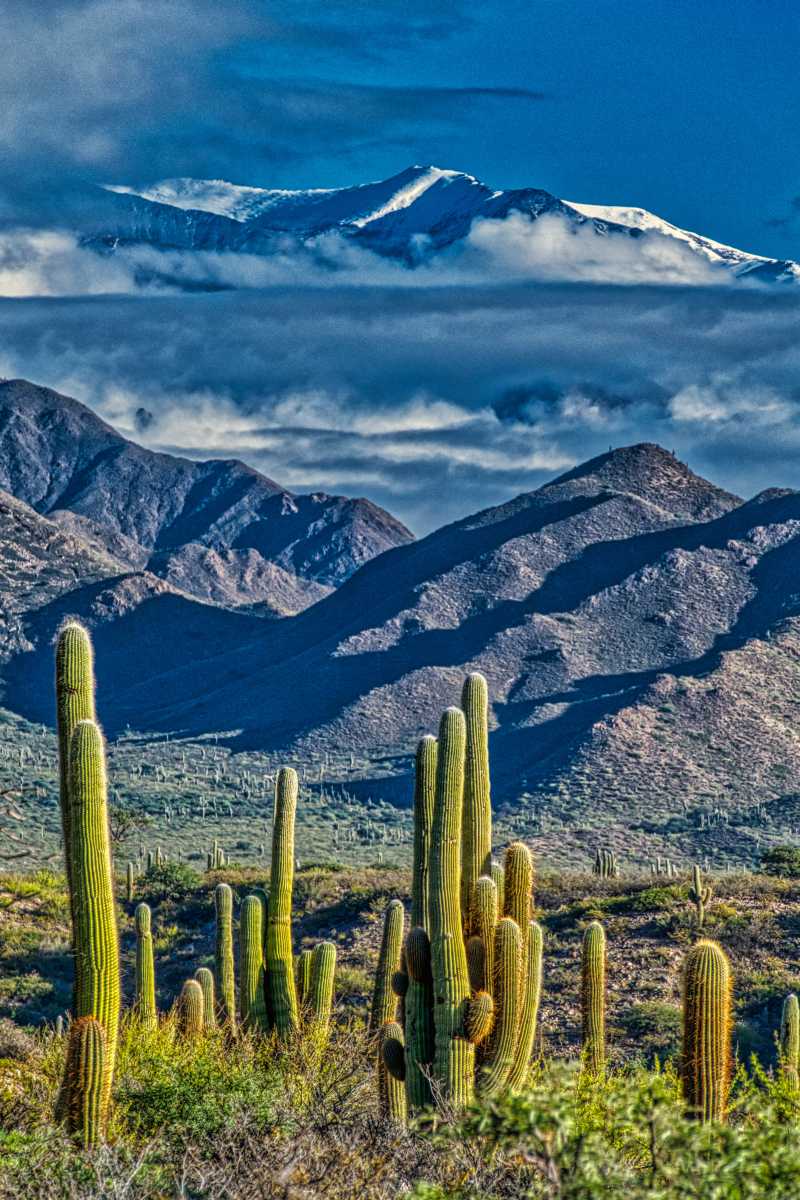 photos des cactus d'argentine