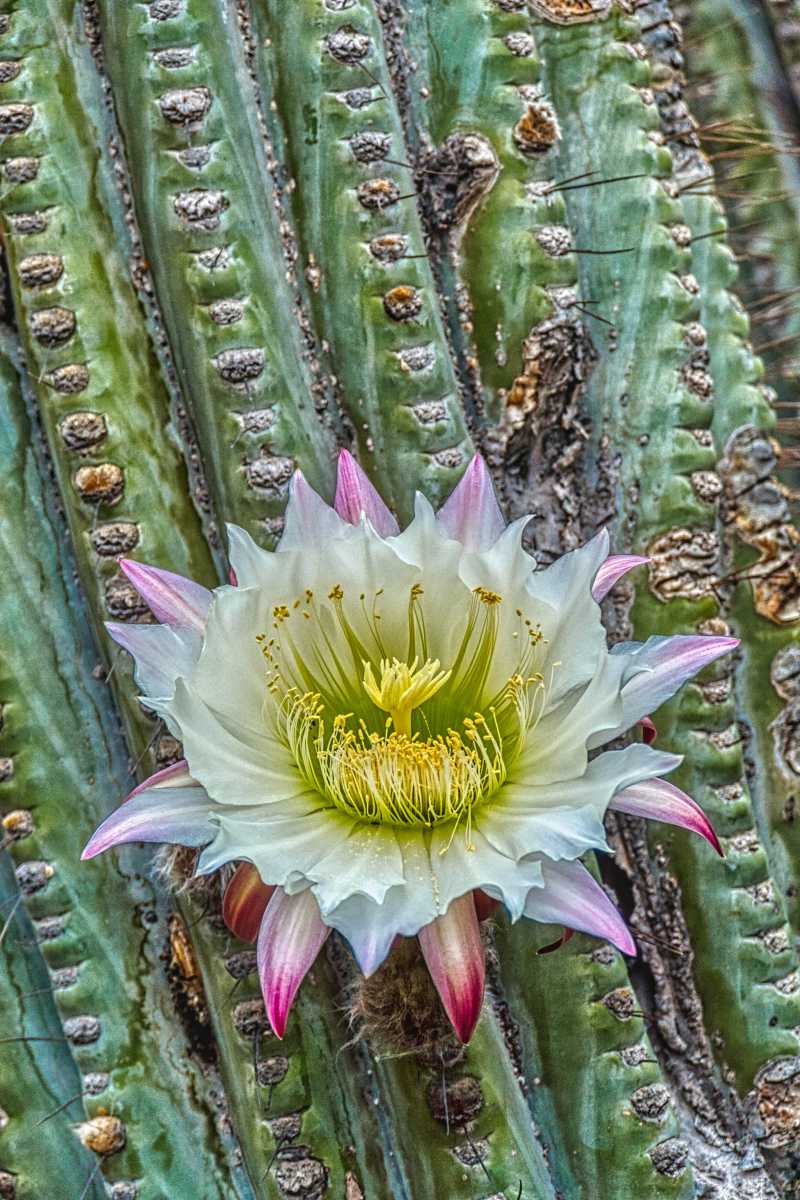 photos des cactus d'argentine