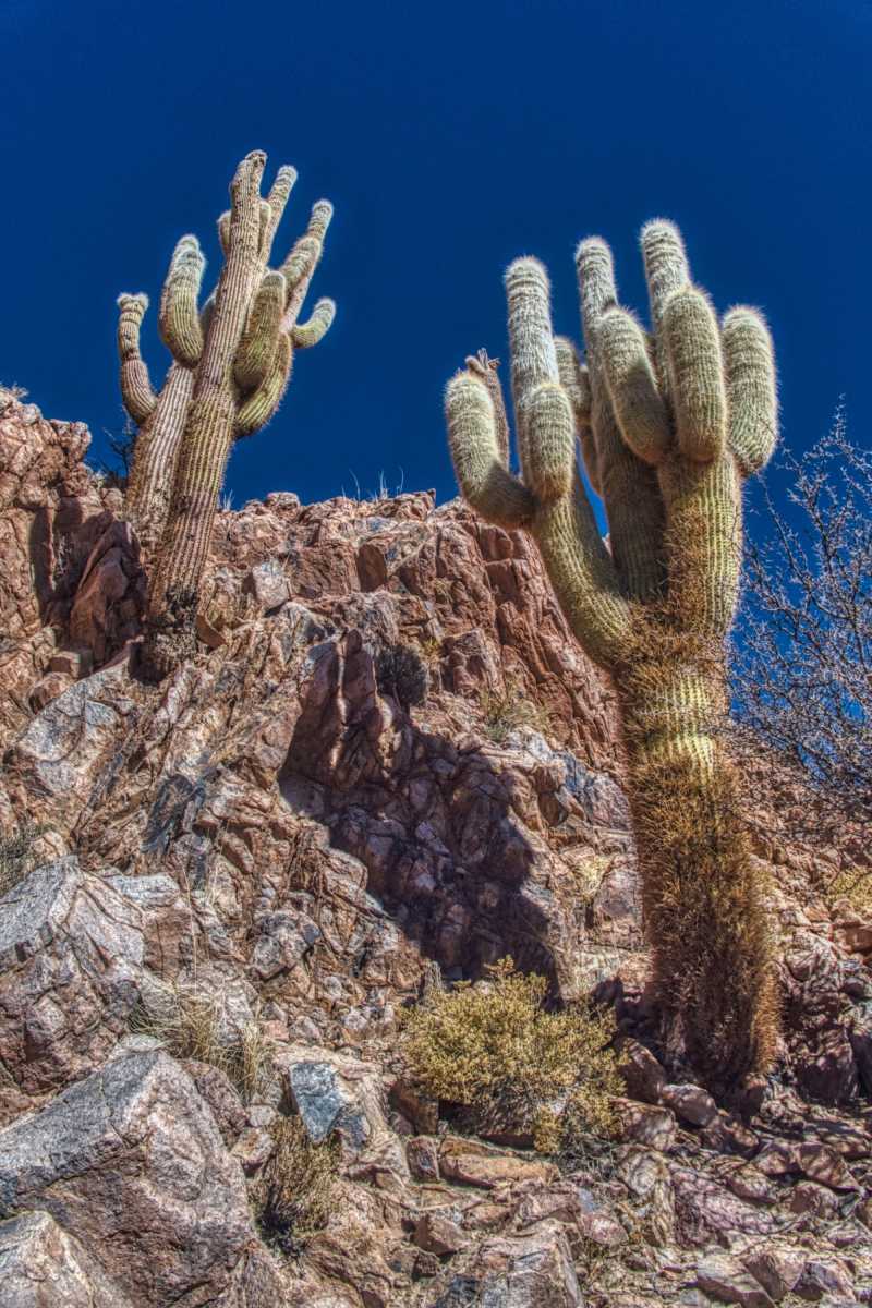 photos des cactus d'argentine