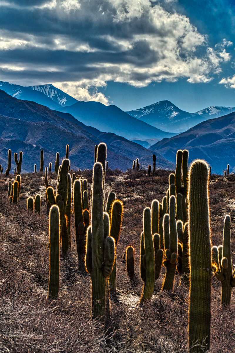 photos des cactus d'argentine